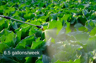 watering-for-collards