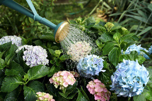 watering-hydrangeas