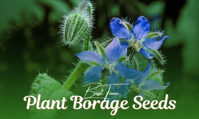 when and how to plant borage seeds