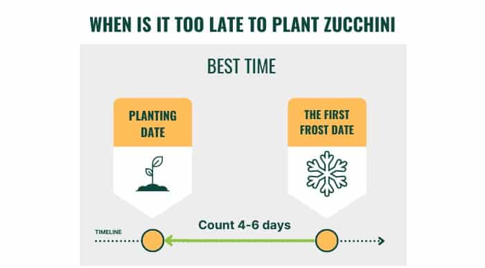 when-is-it-too-late-to-plant-zucchini