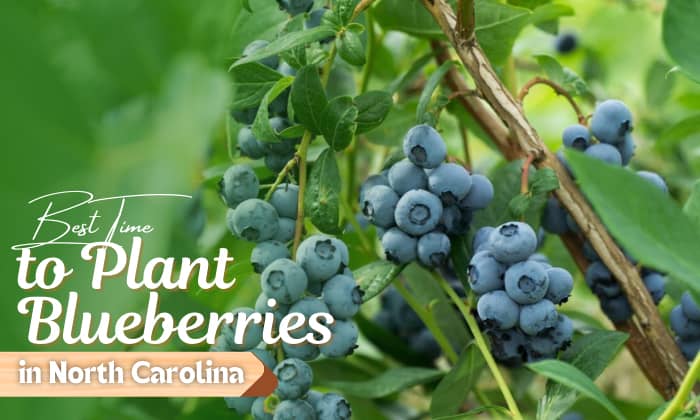 when to plant blueberries in north carolina