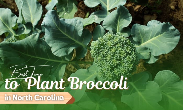 when to plant broccoli in north carolina