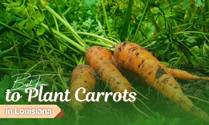 when to plant carrots in louisiana