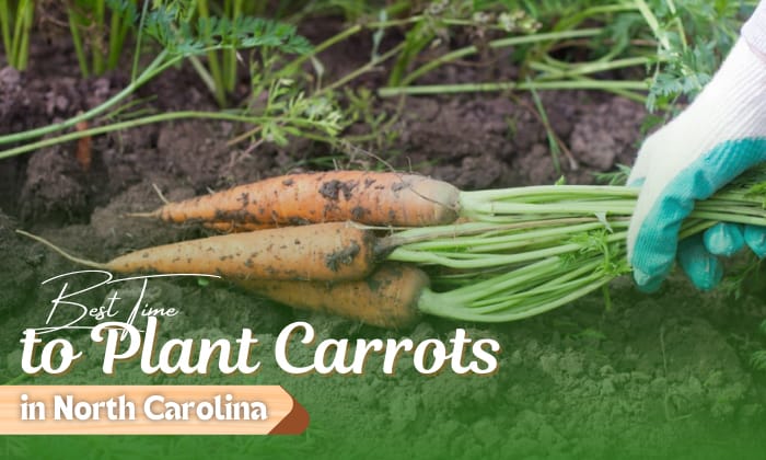 when to plant carrots in north carolina