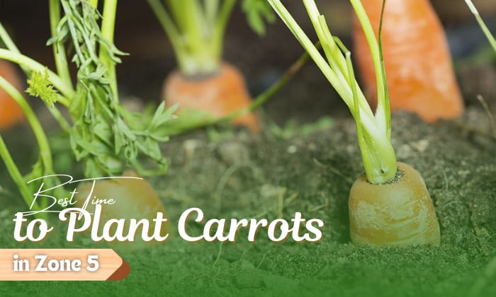when to plant carrots in zone 5