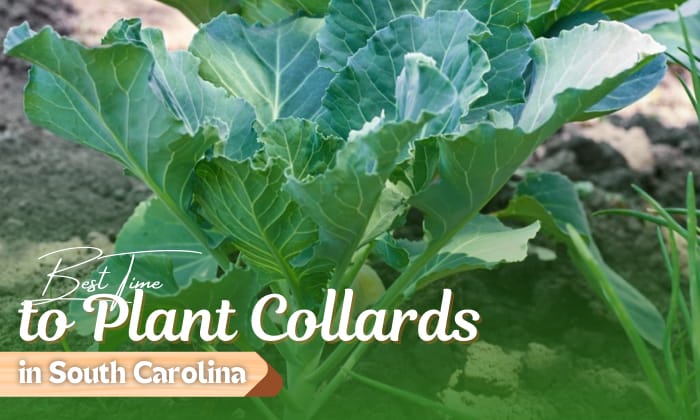 when to plant collards in south carolina