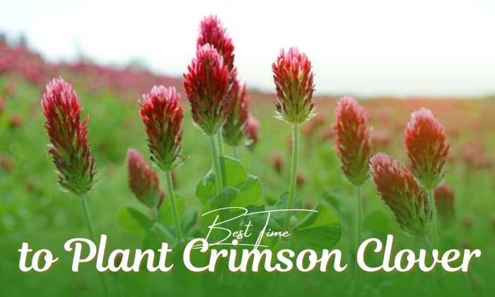 when to plant crimson clover