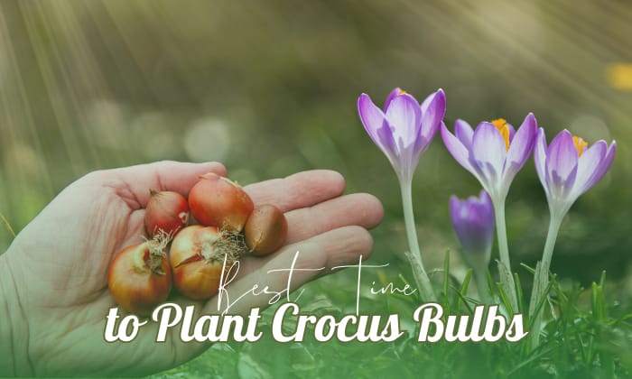 when to plant crocus bulbs