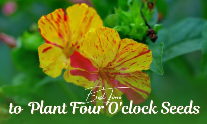 when to plant four o'clock seeds