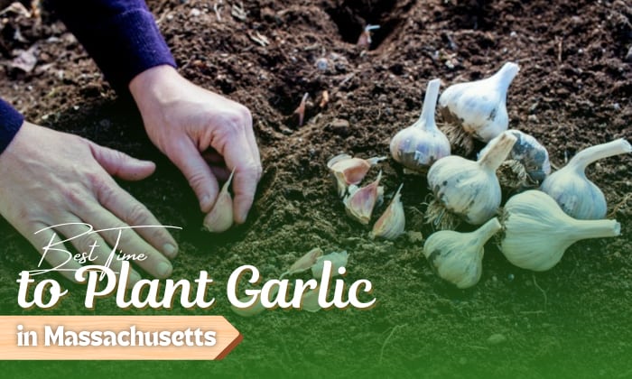 when to plant garlic in massachusetts