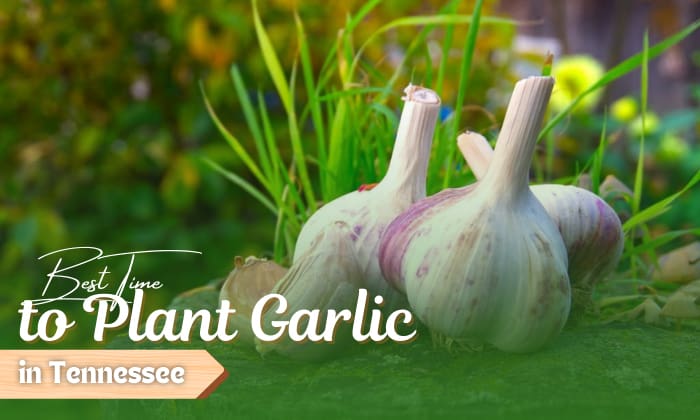 when to plant garlic in tennessee