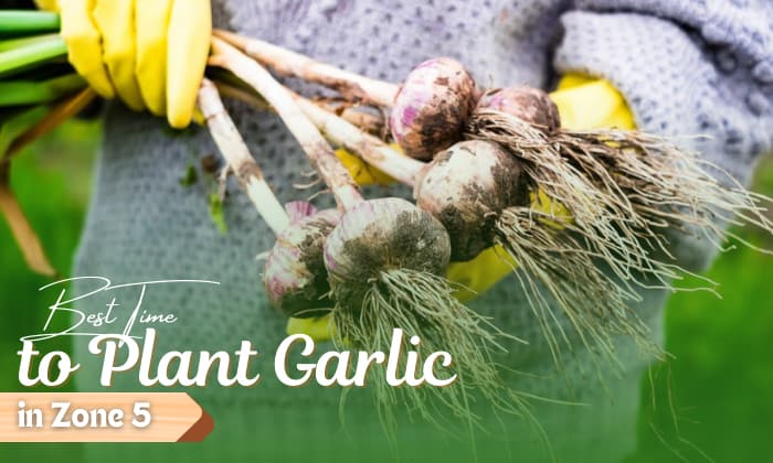when to plant garlic in zone 5