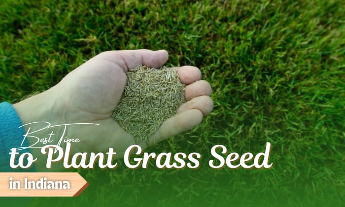 when to plant grass seed in indiana