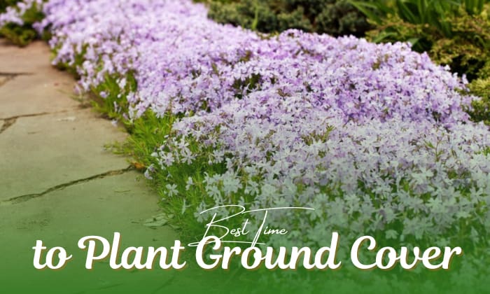 when to plant ground cover