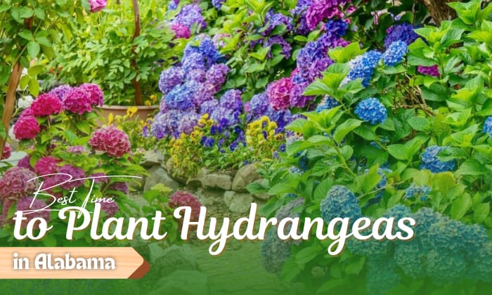 when to plant hydrangeas in alabama