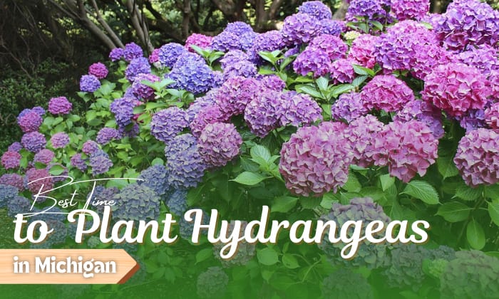 when to plant hydrangeas in michigan