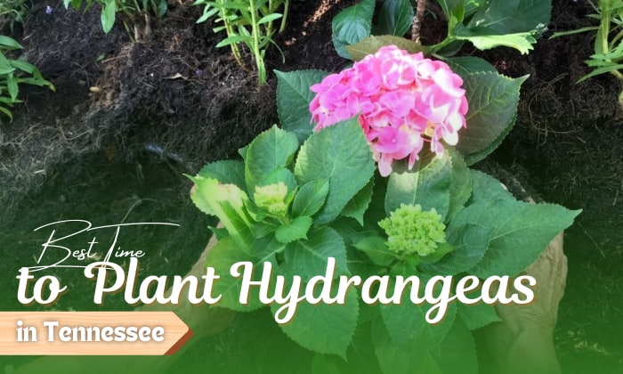 when to plant hydrangeas in tennessee