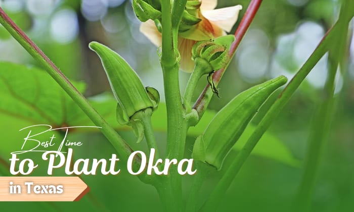 when to plant okra in texas