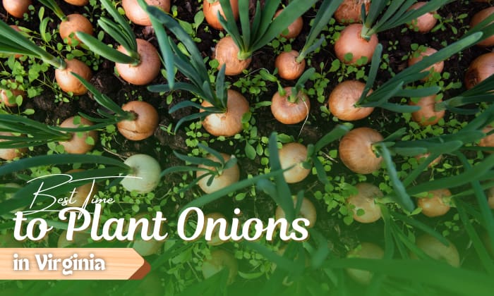 when to plant onions in virginia