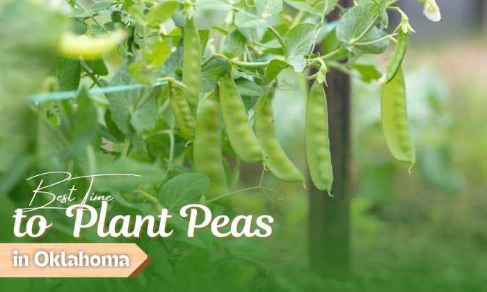 when to plant peas in oklahoma