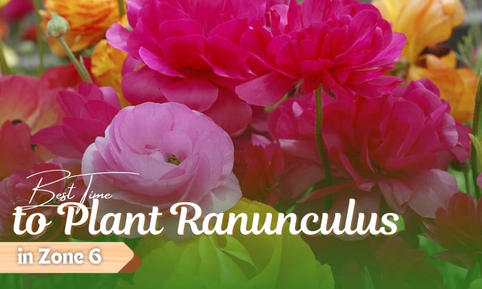 when to plant ranunculus in zone 6