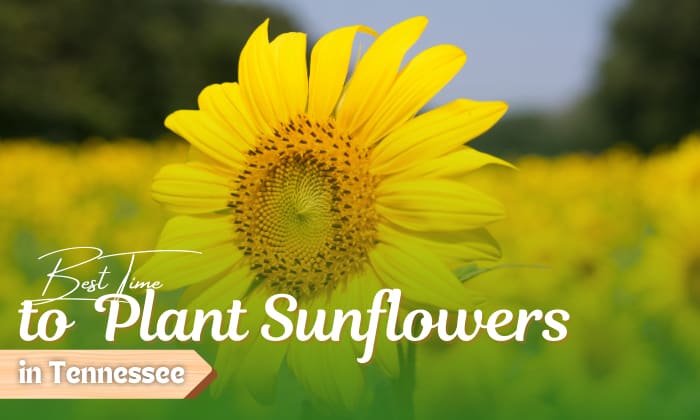 when to plant sunflowers in tennessee