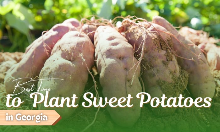 when to plant sweet potatoes in georgia