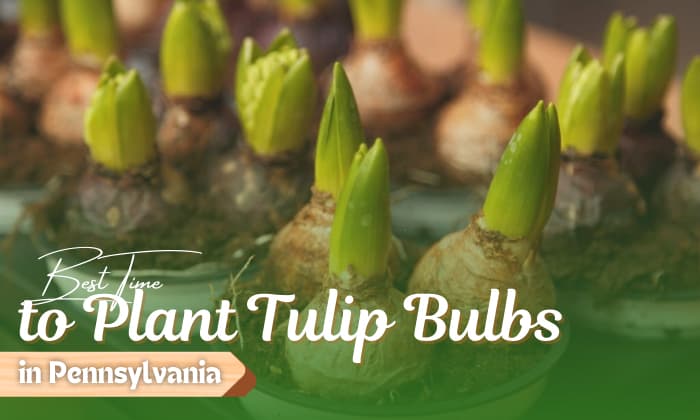 when to plant tulip bulbs in pennsylvania