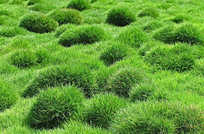 zoysia-grass-planting-schedule