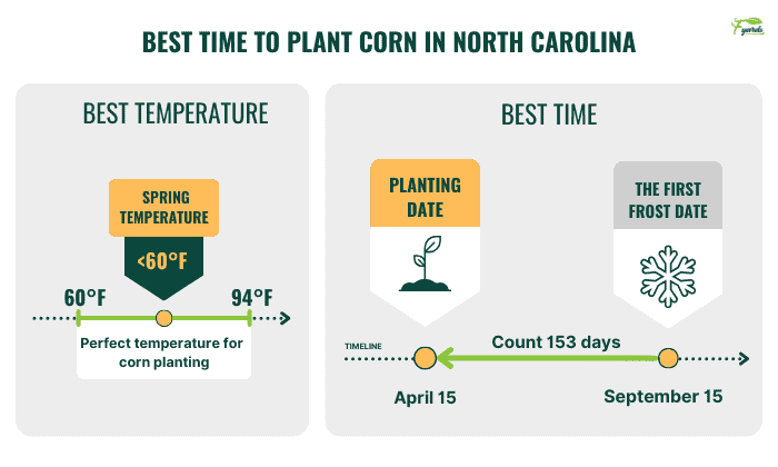 Best-Time-to-Plant-Corn-in-North-Carolina