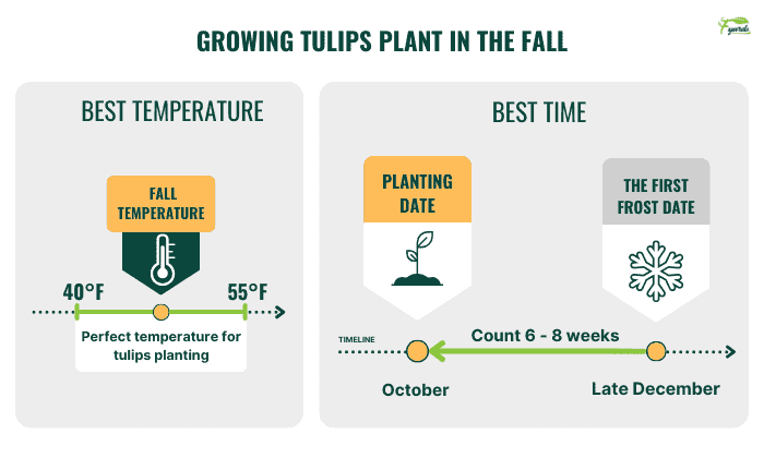 Best-Time-to-Plant-Tulip-in-Georgia