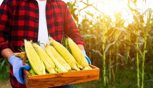 Corn-Harvest-time-in-north-carolina