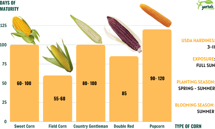 Corn-Varieties-Suitable-in-north-carolina