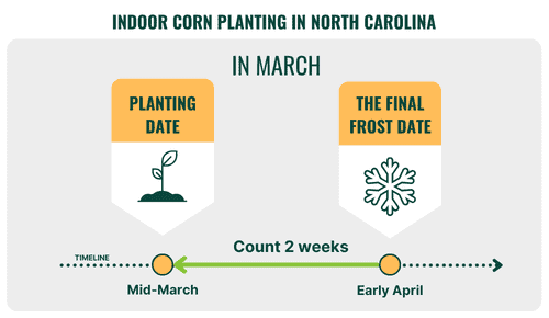 Indoor-Corn-Planting-in-north-carolina