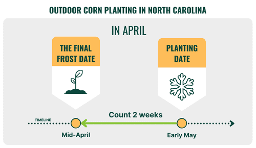 Outdoor-Corn-Planting-in-north-carolina