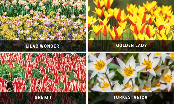 Tulip-varieties-for-planting-in-georgia