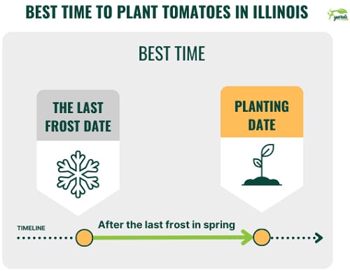 best-time-to-plant-tomatoes-in-illinois