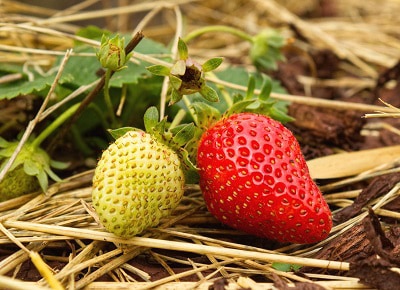 eversweet-strawberries