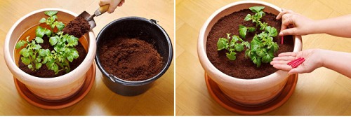 growing-red-potatoes-container
