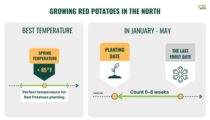 growing-red-potatoes-in-the-north
