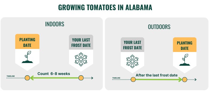 growing-tomatoes-in-alabama