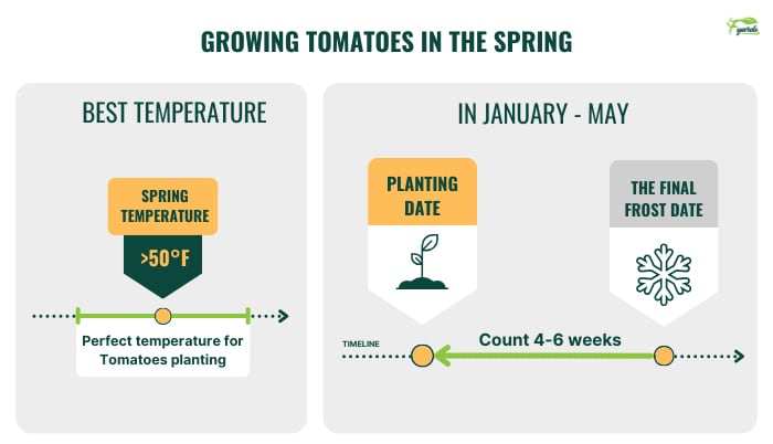 growing-tomatoes-in-the-spring