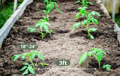 growing-tomatoes-in-utah