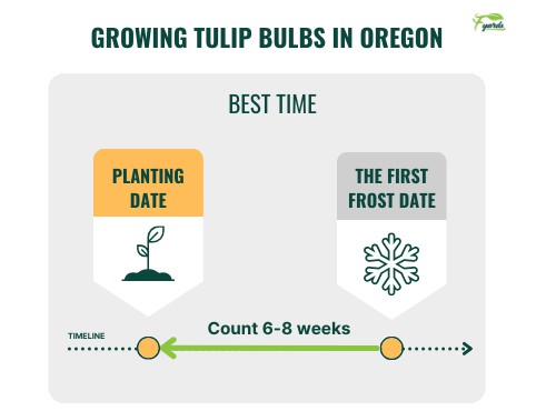 growing-tulip-bulbs-in-oregon