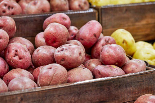 harvesting-red-potatoes-container