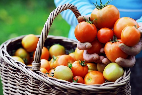 harvesting-tomatoes