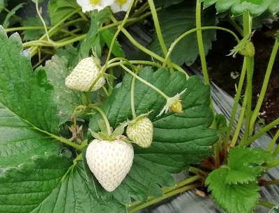 jewel-strawberries
