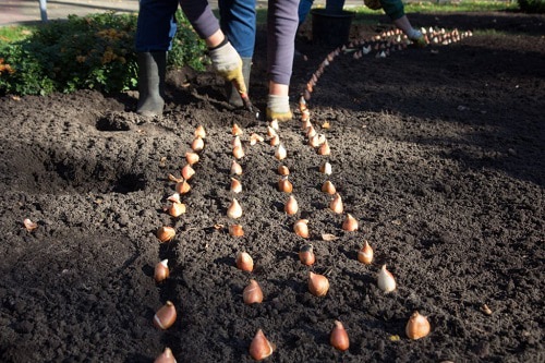 planting-depth-and-spacing-tulip-bulbs