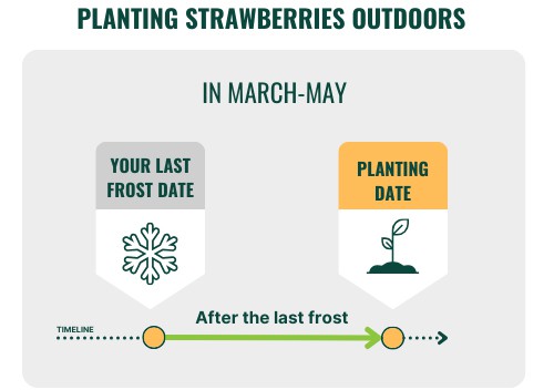 planting-strawberries-outdoors-