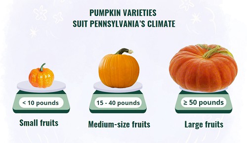 pumpkin-varieties-suit-pennsylvania’s-climate